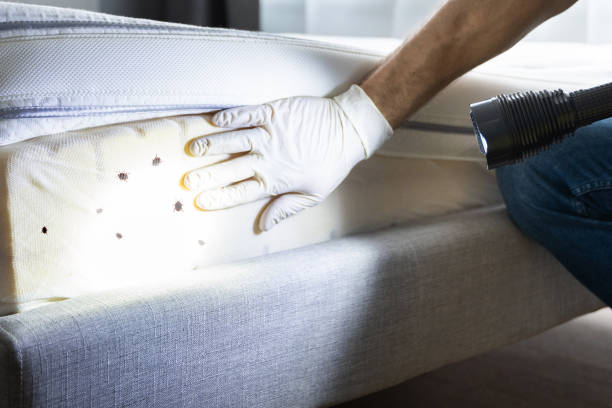 Best Emergency Pest Control  in Sour Lake, TX