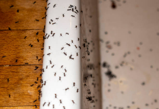 Best Cockroach Control Services  in Sour Lake, TX