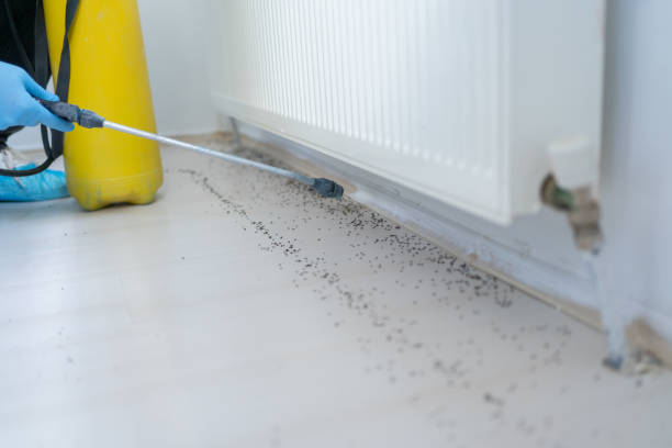 Best Ant Control Services  in Sour Lake, TX